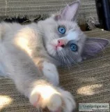 Ragdolls