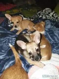 Chihuahuas