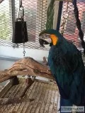Must sell my Macaw Cockatiel and parakeet