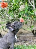 Stunning Blue french bulldog AKC puppy ready to live for adoptio