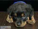 Rottweiler Puppy Cutie