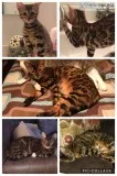 Female Bengal Cat