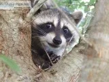 Raccoon Removal Collin County  AAAC Wildlife Removal Texas