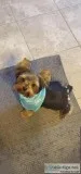 Yorkie Teacup For Sale ASAP