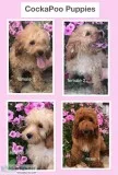 COCKAPOO PUPS