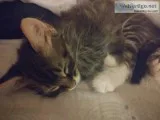 3 boy kittens available