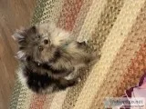 Blue Merle Pomeranian