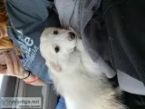 7 month old female dog