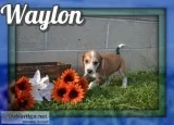 Waylon Male Mountain Cur Mix