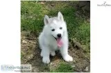 AKC Champ-bloodlines Cami