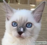 Ragdoll Male