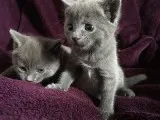 3 Female Kittens