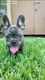 Lovely AKC registered French Bulldog Puppy ready to live