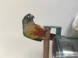 Fancy Green Cheek Conure