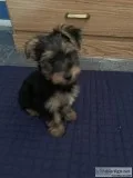 Male yorkie puppy