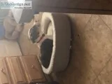 Four month neutered male puppy