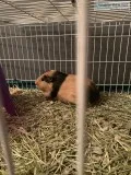 Guinea pigs-mom and 2 daughtwrs