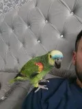 YfdfafajJDJj Amazon Parrot Plus Cage Now GFgtdf