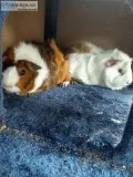 Two Female Guinea Pigs