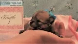 SABLE POMERANIAN PUPS