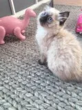 Kitten Of Incredible Beauty