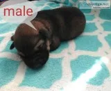 German shepherd mix puppies