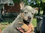BLUE HEELER (AUSTRALIAN CATTLE DOG) PUPPIES