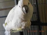 Umberella Cockatoo