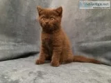 New British Scottish fold purebred kittens for sale