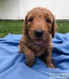 F1B Goldendoodle Puppies  Golden Doodles
