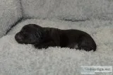 Yorkipoo females