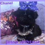 Shih tzu girl