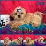 Shih tzu puppy