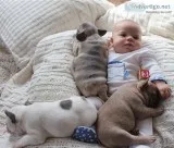 French baby bulldog ready
