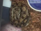 2 year old male Boa (Motley)