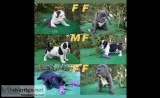 Mini Bullies