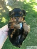 Adorable AKC Male Yorkshire Terrier