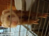 Female and Male Ferret for sale