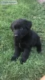 German Shepherd Puppies