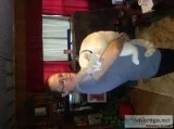 Mancoon male cat