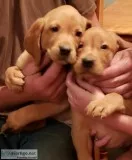 American AKC Red Fox Lab Puppies