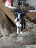Boston Terriers