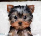 Two Yorkshire Puppies For Sale