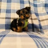 Male CKC Teacup Yorkshire Terrier Puppies