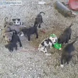 Great DanePitbull puppies