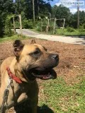 FREE PURE BRED PRESA FEMALE