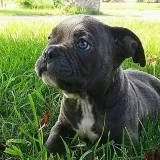 Blue female available...