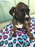 Boxer Puppies