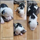 Get your Pitbull puppy