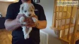 Maltipoo Puppy
